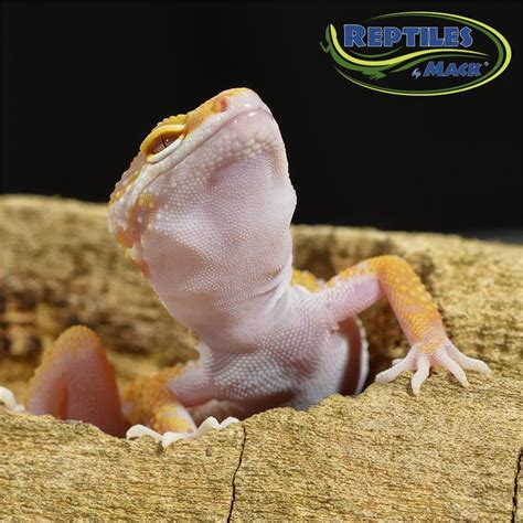 Leopard Gecko Care Sheet – Reptiles by Mack