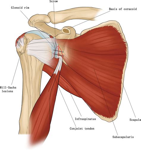 shoulder joint anatomy diagram