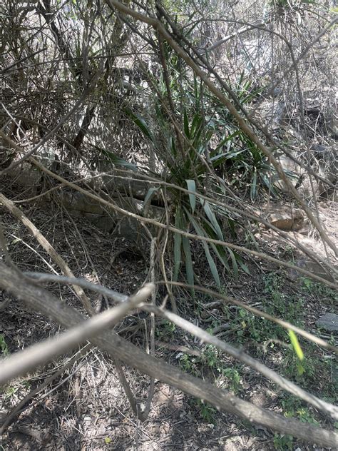 Wolkberg Dragon Tree From Fetakgomo Greater Tubatse Rural Fetakgomo