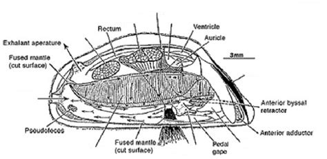 Diagram of Invertebrates: Bivalve dissection | Quizlet