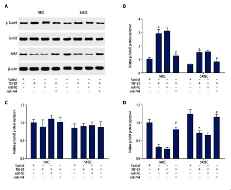 Enrichment Of Mir 744 Reduced Phosphorylation Of Smad3 And Increased