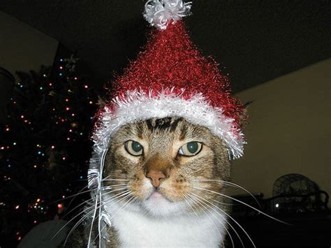 10 Festive Cats In Santa Hats Catster