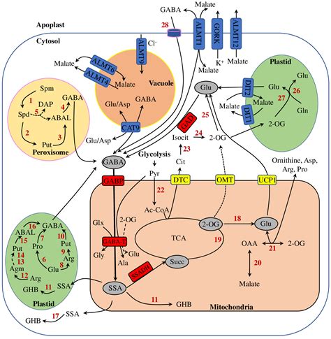 Horticulturae Free Full Text The Role Of The γ Aminobutyric Acid