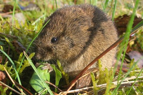 Feldmaus, Schermaus, Wühlmaus und Co – Lebensraum Permakultur
