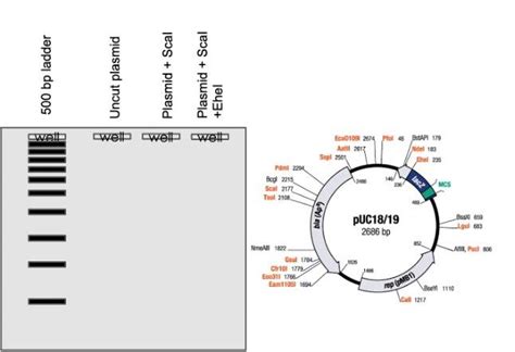 Solved Examine The Following Plasmid Map Now Assume You Had Chegg