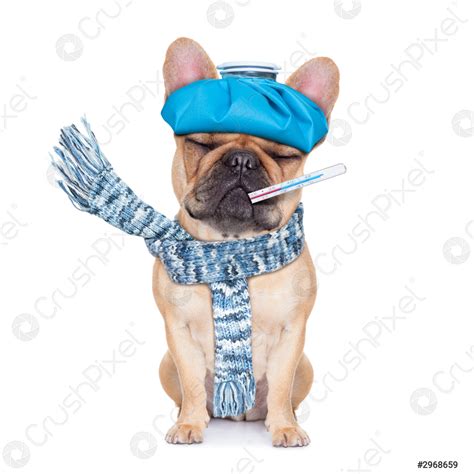 how to know if your dog is ill 2
