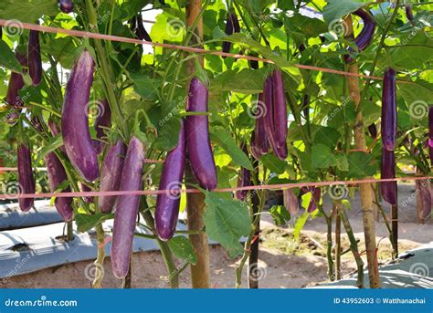 Eggplant Farm