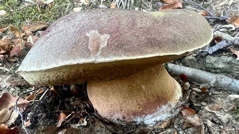 Funghi Porcini Appennino Due Ore E Mezzo In Live Da Capogiro Dalle