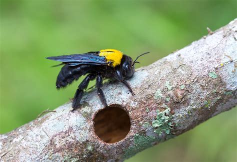 The 411 Carpenter Bees Pest Control Toronto Toronto Pest Control