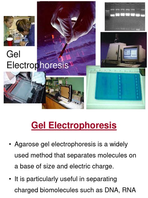 Lab 6 Bio Gel Electrophoresis | PDF