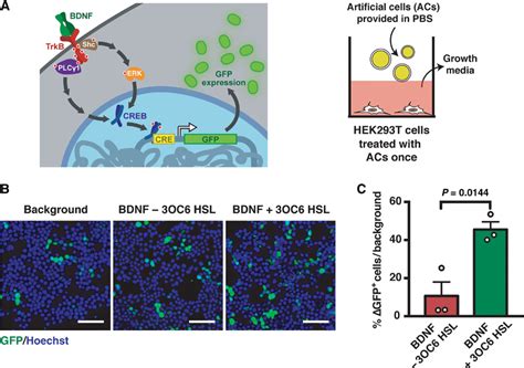 Artificial Cells Influence The Behavior Of Hek293t Cells A Overview