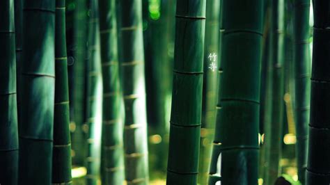 Bamboo HD Wallpapers - Top Free Bamboo HD Backgrounds - WallpaperAccess