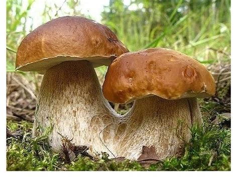 О тайге (Николай Будаев) / Стихи.ру