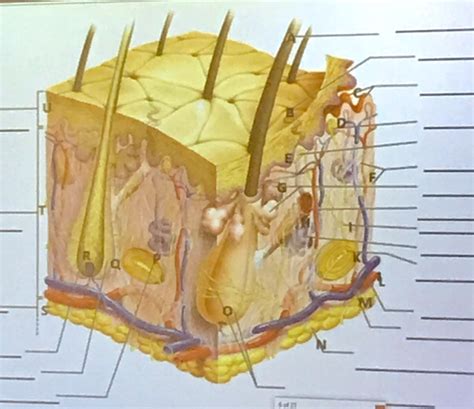 Labeled Skin Diagram Diagram | Quizlet