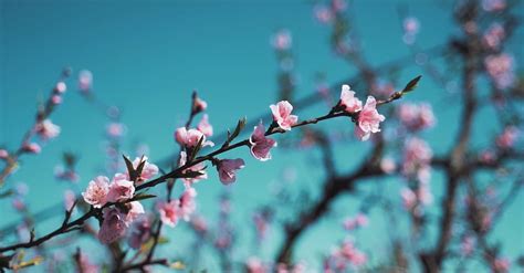 Cherry Blossom Video Free Stock Video Footage, Royalty-Free 4K & HD ...