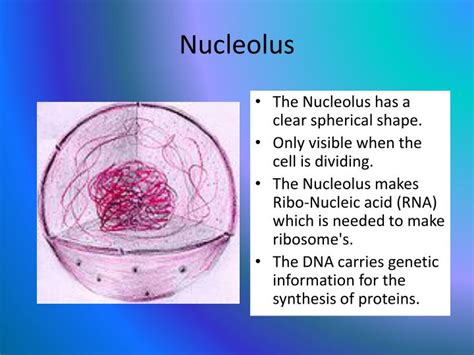 Ppt An Introduction To Eukaryotic And Prokaryotic Cells Powerpoint Presentation Id6150440