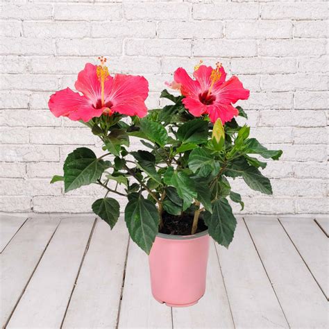Hibiscus Dwarf Pink Painted Lady Wholesale | K and M Nursery | Florida