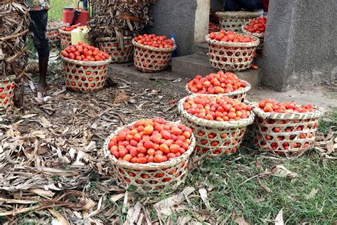 Farmers Delight The Story Of Mubuku Ii Irrigation Scheme Economic