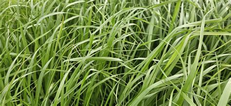 Tama Italian Ryegrasses Wesco Seeds