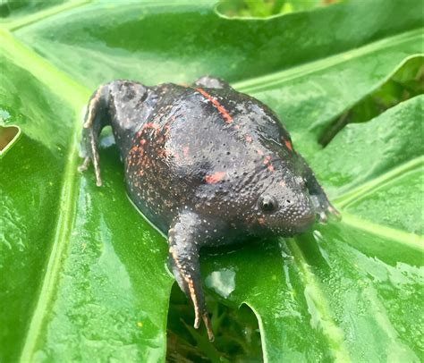 Mexican Burrowing Toad Safari Arie