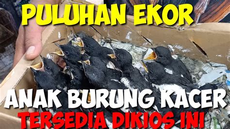 HARGA BURUNG KACER LOLOHAN DIPASAR BURUNG PRAMUKA KIOS HARYANTO YouTube