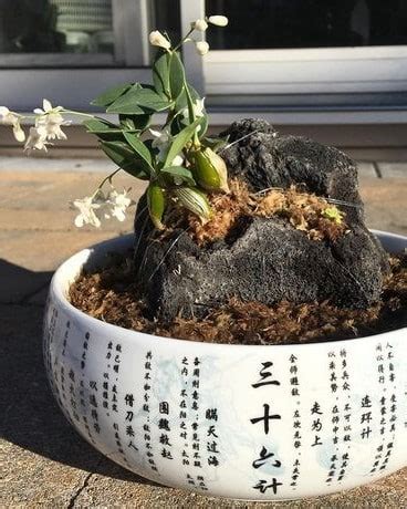 Orchid Bonsai: Everything You Need To Know