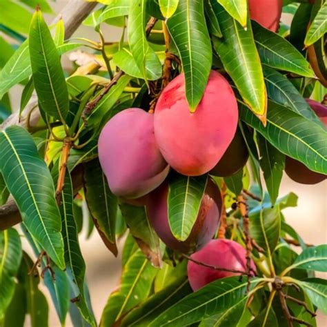 Buy Japanese Miyazaki Mango Plant Grow Premium Mangoes