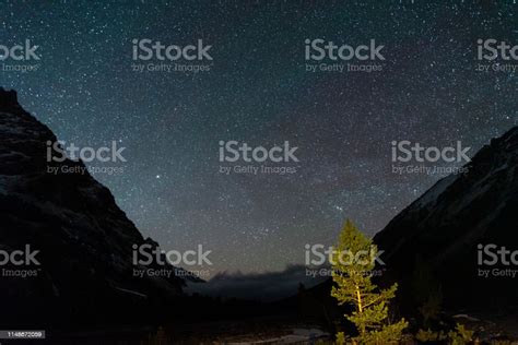 Pohon Konifer Dengan Ngarai Gunung Di Malam Hari Di Bawah Langit