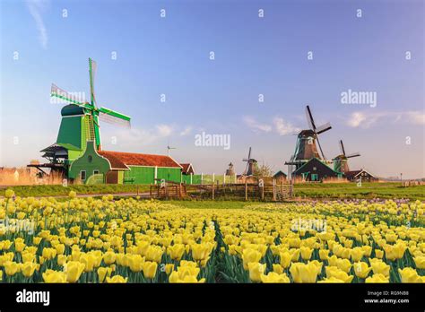 Netherlands Windmill Tulip Hi Res Stock Photography And Images Alamy