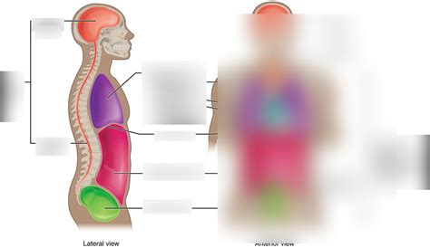 True Body Cavities Lateral View Diagram Quizlet