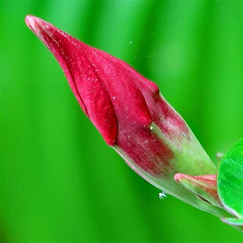 Brazilian Jasmine Mandevilla Sanderi Img Jpgr