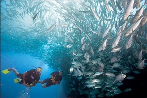 Ofertas Cursos Buceo En Madrid