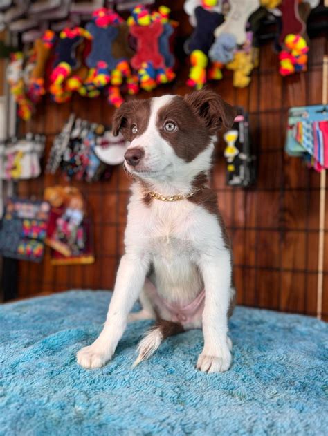 Dunyanin En Zeki Irkı Border Collie Petcim 1052630