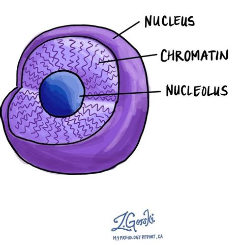 Nucleus - MyPathologyReport.ca