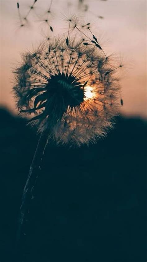 Galaxydandelion Galaxy Dandelion Dandelions Hd Phone Wallpaper Peakpx