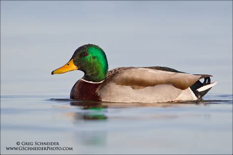 Photo Mallard Drake