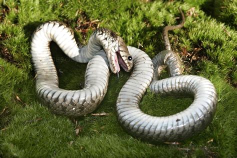 Sonhar Cobra Morta Simbolismo E Significado Segredos Do Sonho