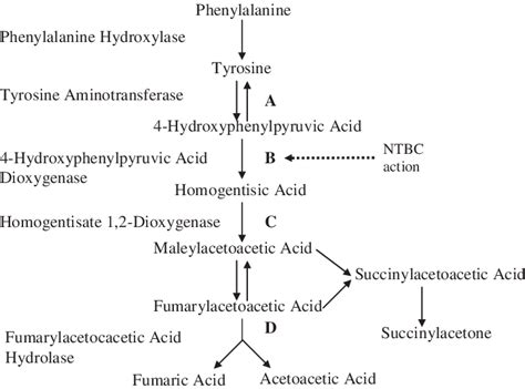 Phenylalanine Hydroxylase Pathway