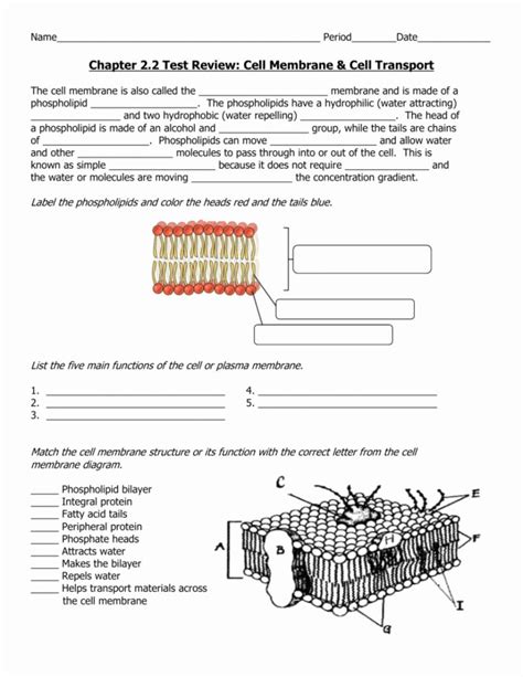 50 Cell Membrane Coloring Worksheet Answers