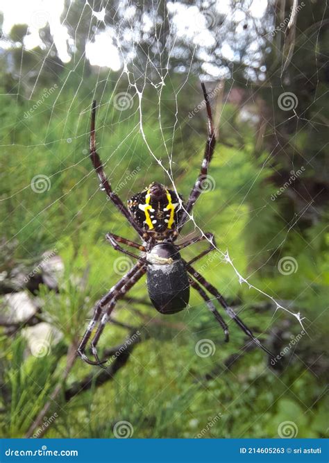 A Spider that is Eating Its Prey Stock Image - Image of pest, nature ...