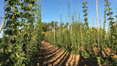 The California Hop Harvest and Fresh Hop Beer | California Craft Beer