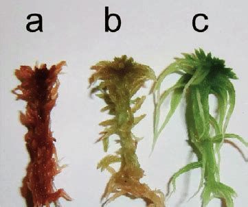 Photograph illustrating one individual shoot of three Sphagnum species... | Download Scientific ...