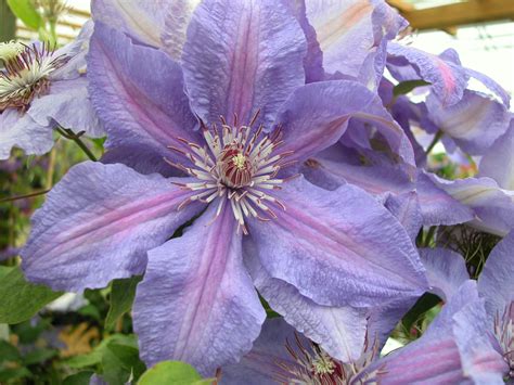 Clematis Hybrids Group Clematisbe