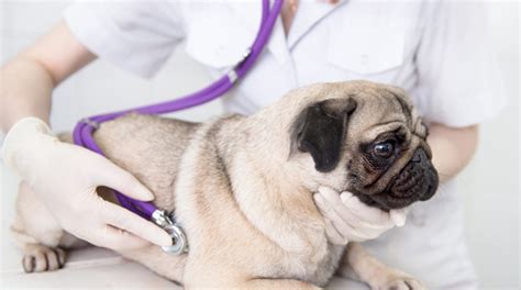 Canine Pancreatitis | Cy-Fair Animal Hospital