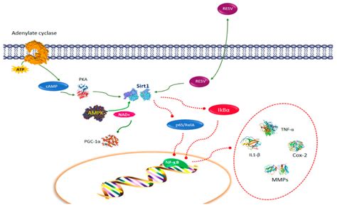 Resveratrol Pathways In Immune Function Resveratrol Activates