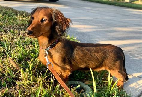 Dachshund Colors The Standard And Rare Doxie Coat Colors K9 Web