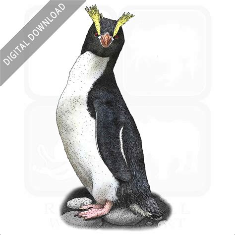 Stock Art Drawing Of An Erect Crested Penguin Inkart