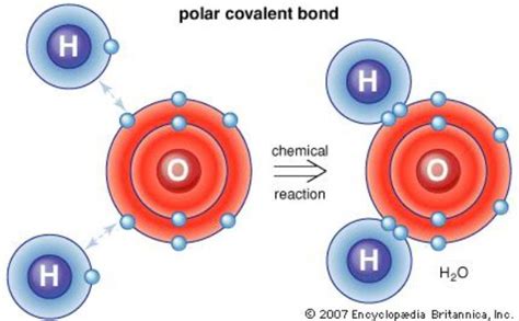 The bond between oxygen and hydrogen in the water molecule is a polar ...