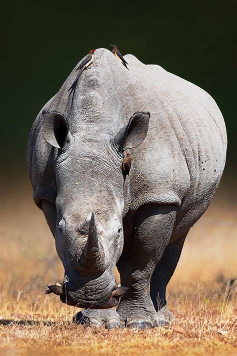 White Rhinoceros Face