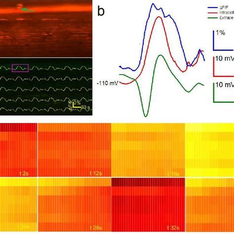 Figure S7 Simultaneous Recordings Of Extracellular Aps Using A Gold Download Scientific